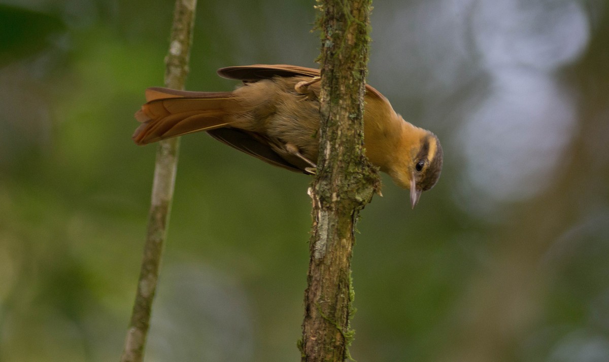 Ochre-breasted Foliage-gleaner - Projeto  Dacnis