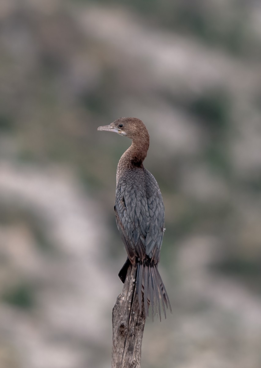 Pygmy Cormorant - ML629523760