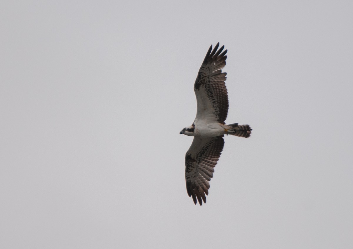 Osprey - ML629523777