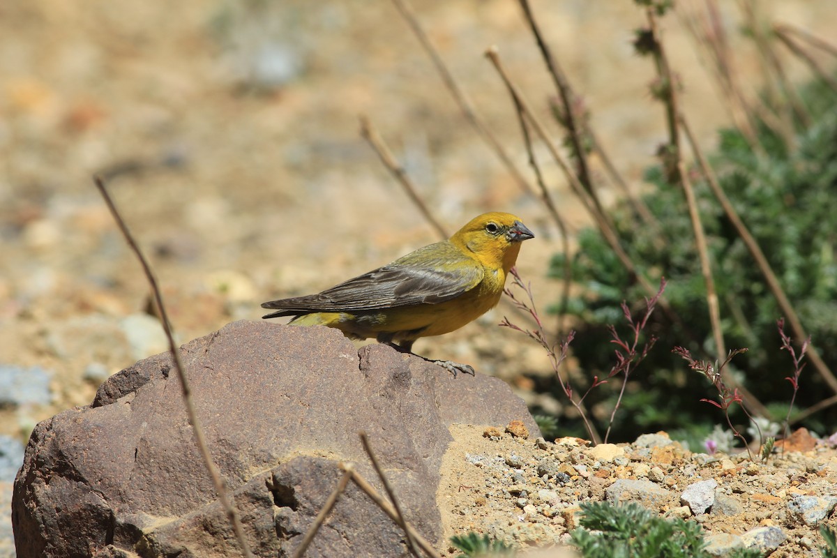 Greater Yellow-Finch - ML629524470