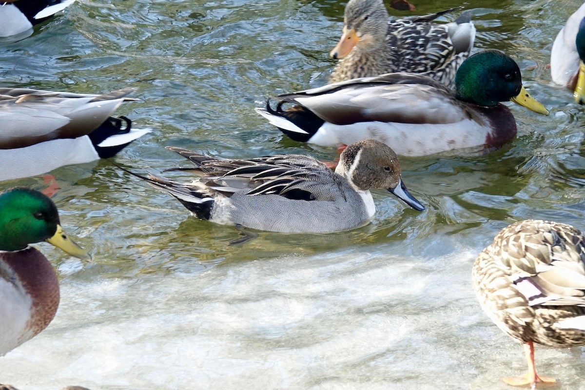 Northern Pintail - ML629524504