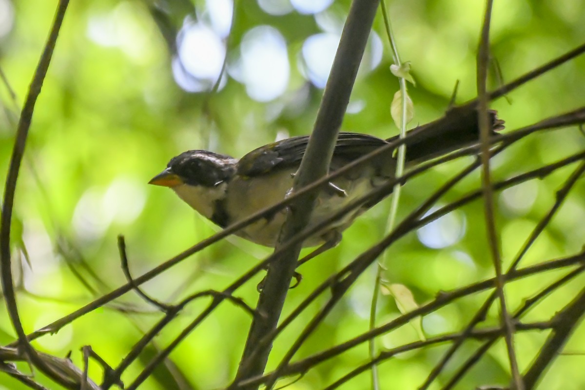 Saffron-billed Sparrow (Gray-backed) - ML629524569