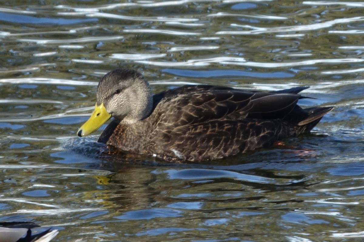 American Black Duck - ML629524608
