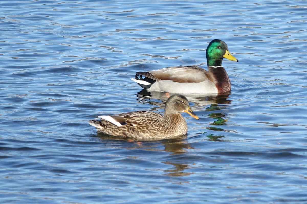 Mallard - ML629524655