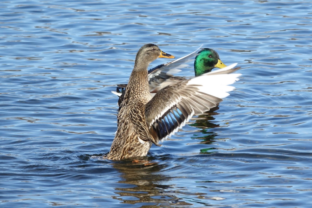 Mallard - ML629524665