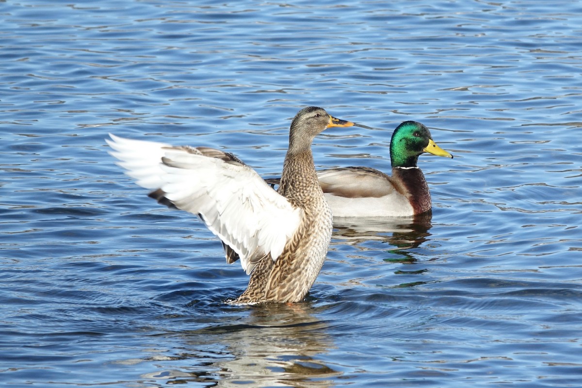 Mallard - ML629524667