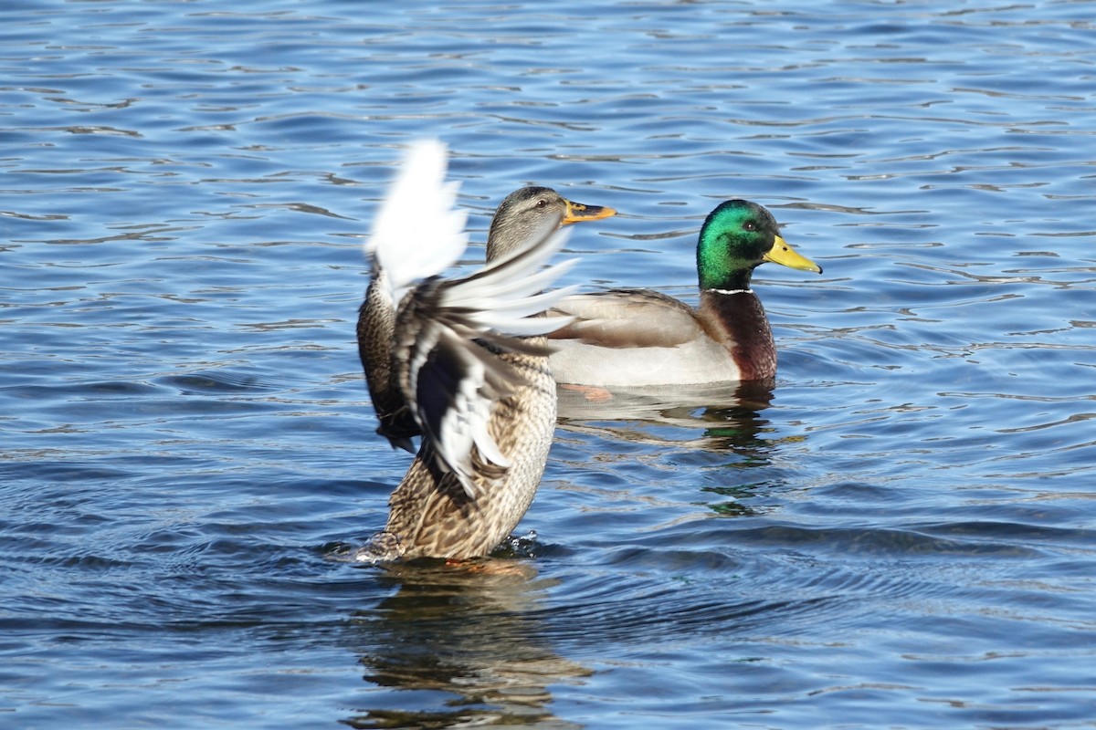 Mallard - ML629524680