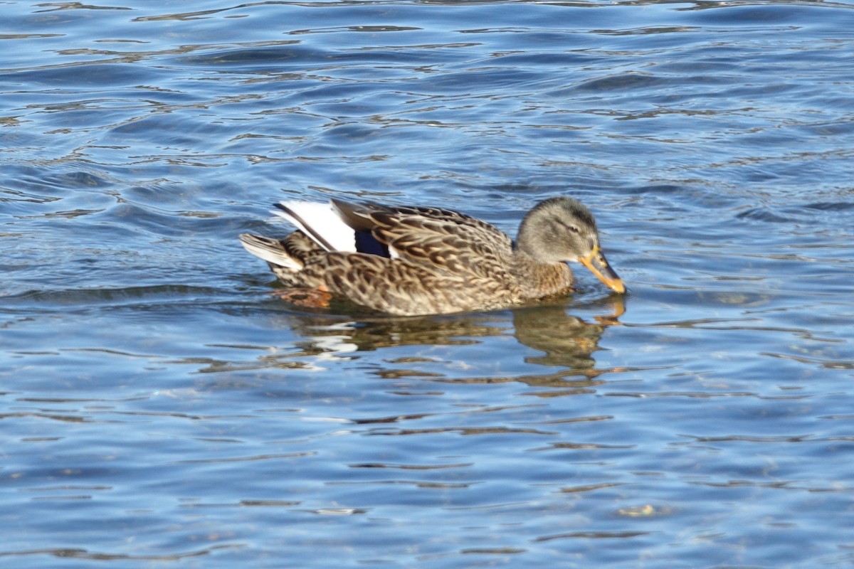 Mallard - ML629524691