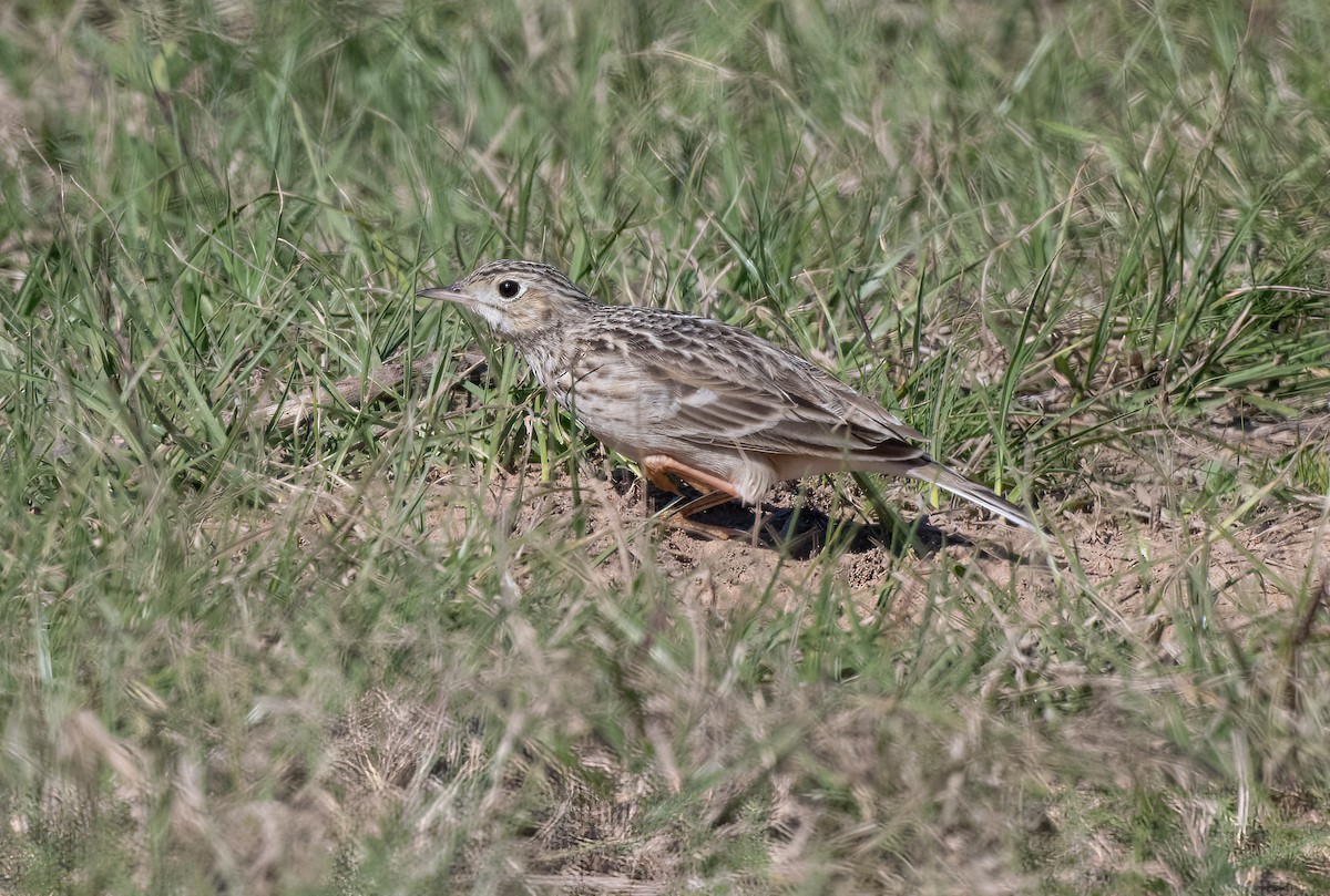 Sprague's Pipit - ML629524847