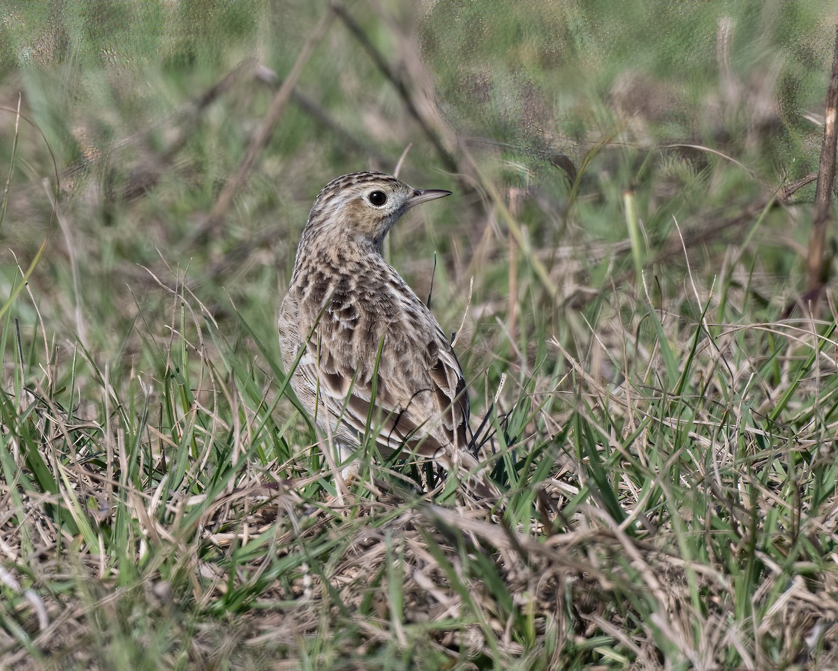 Sprague's Pipit - ML629524848