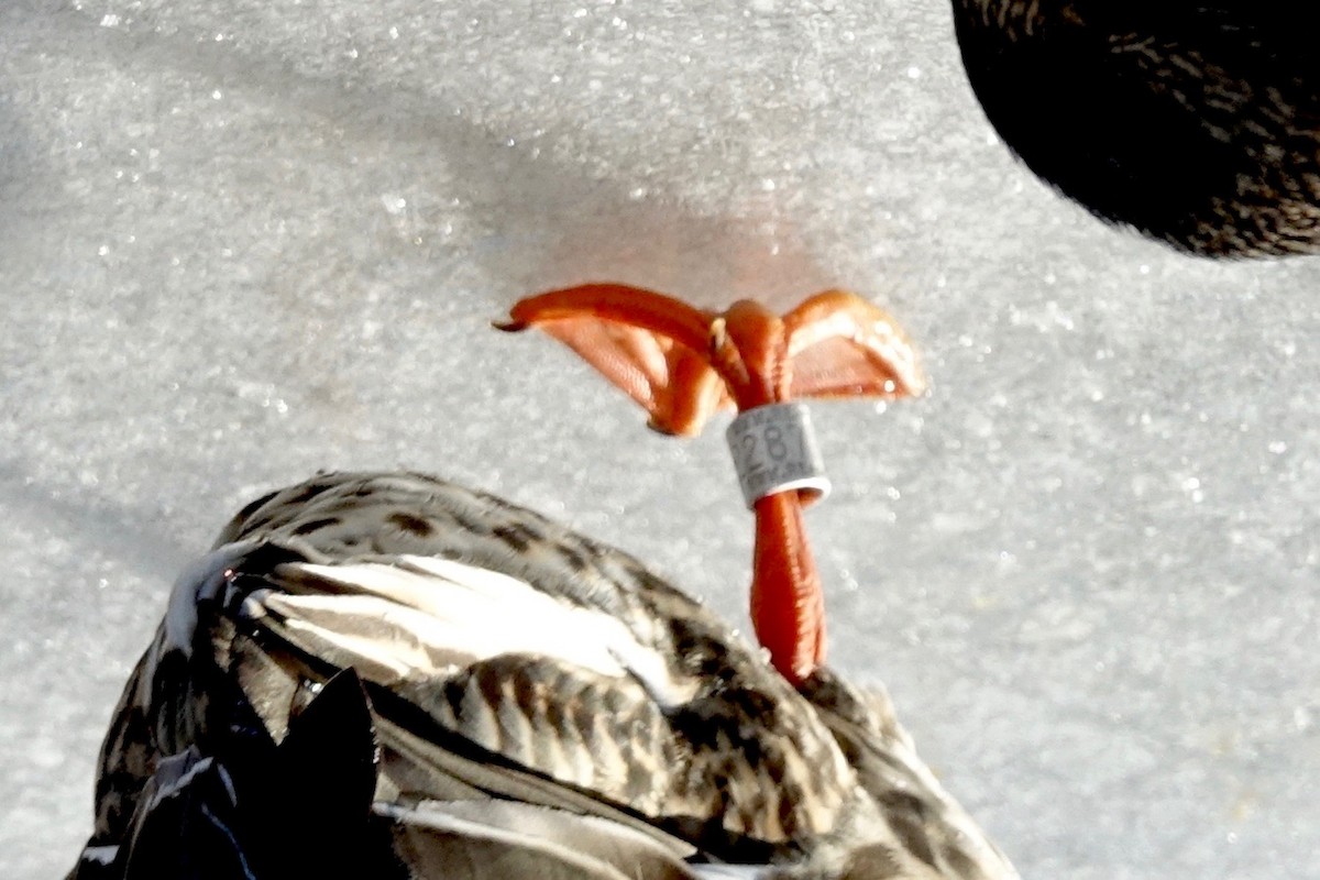 Mallard - ML629524970