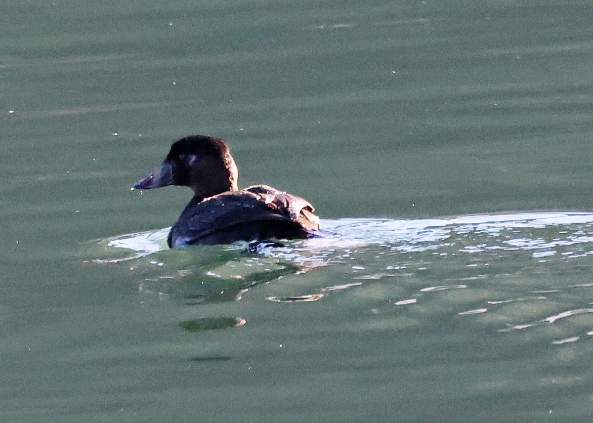 Surf Scoter - ML629525472