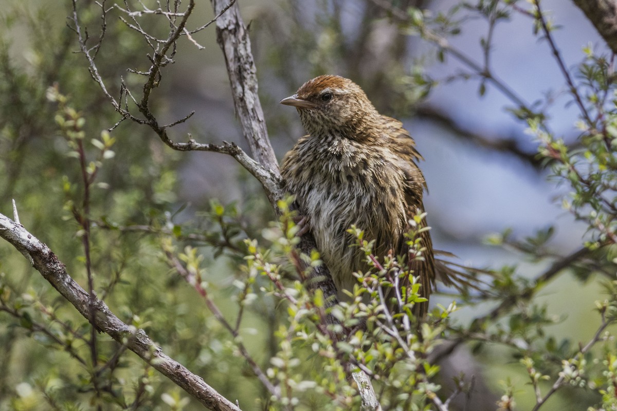 New Zealand Fernbird - ML629525630