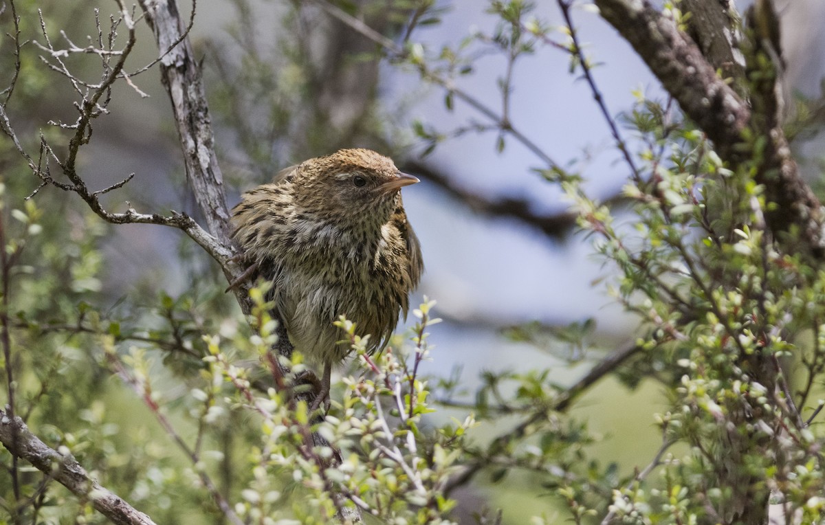New Zealand Fernbird - ML629525631