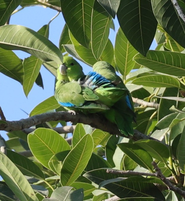 Mexican Parrotlet - ML629525983