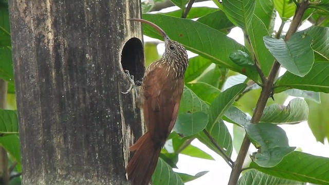 Red-billed Scythebill - ML629526842