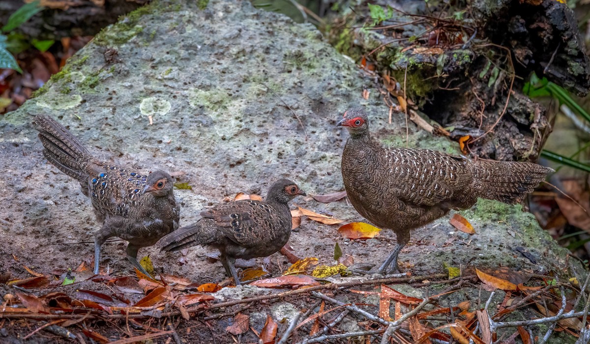 Hainan Peacock-Pheasant - ML629527104