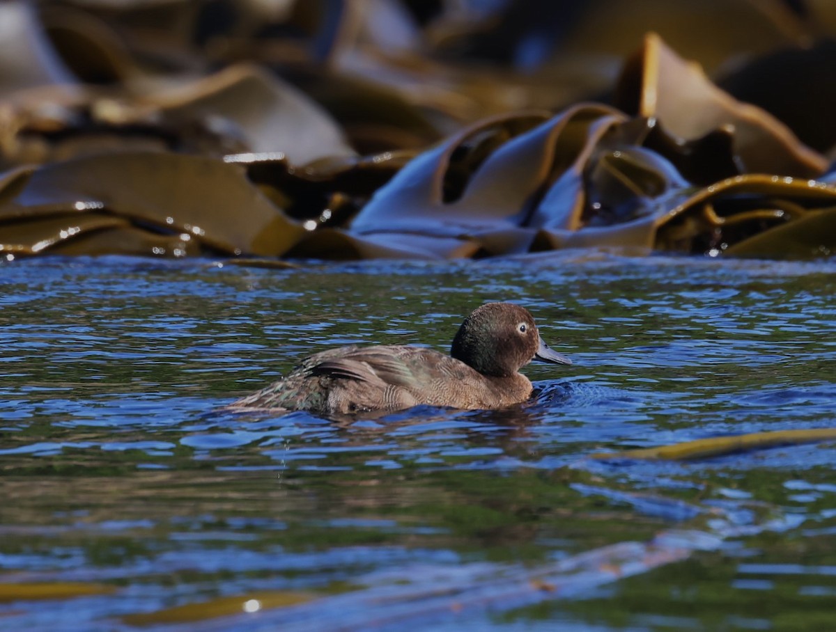 Auckland Islands Teal - ML629527110