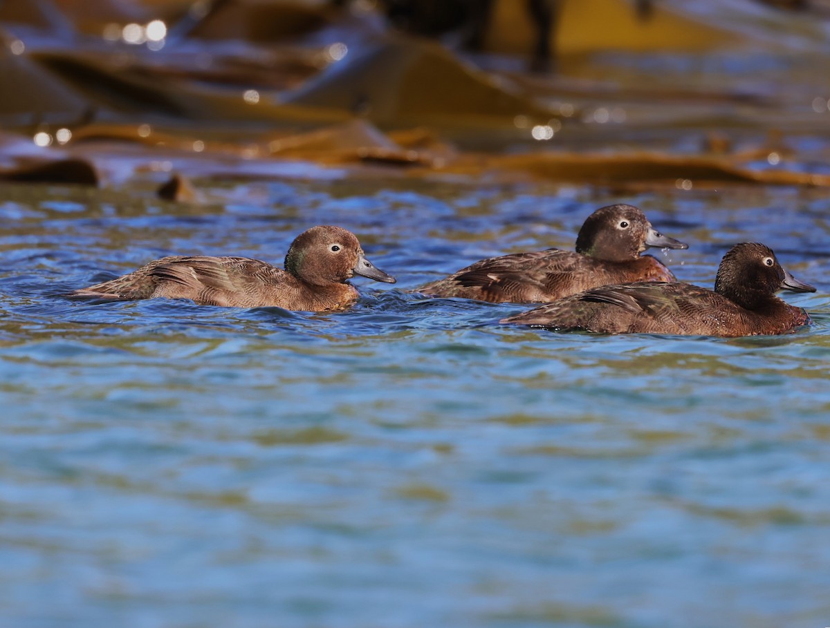 Auckland Islands Teal - ML629527111