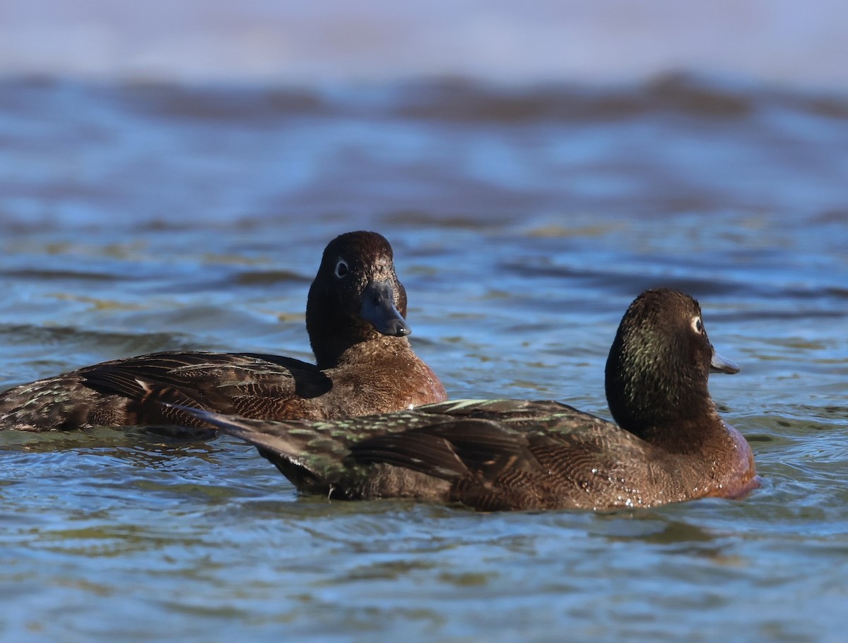 Auckland Islands Teal - ML629527113