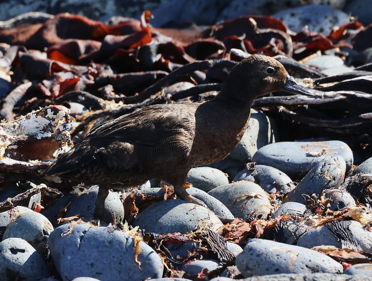 Auckland Islands Teal - ML629527114