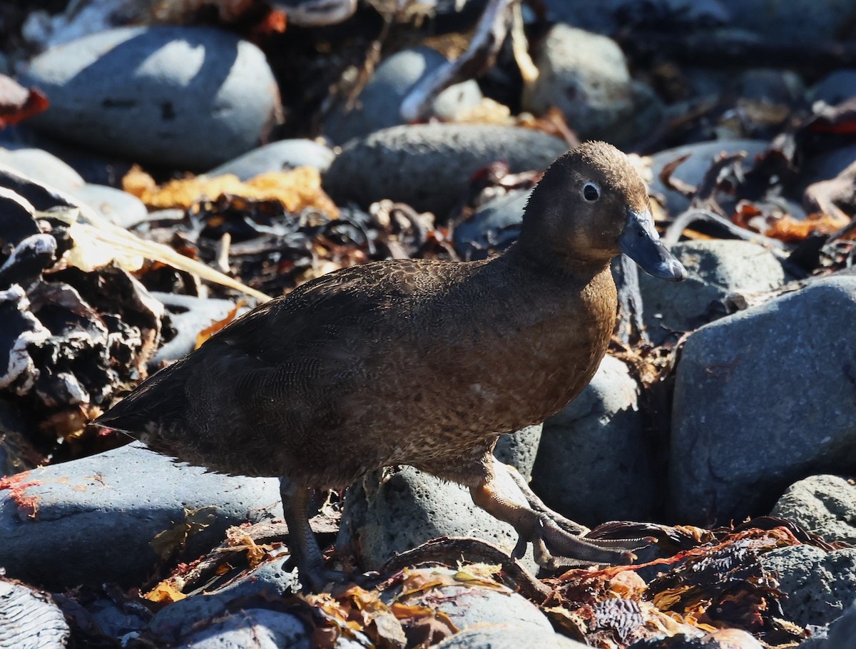 Auckland Islands Teal - ML629527115