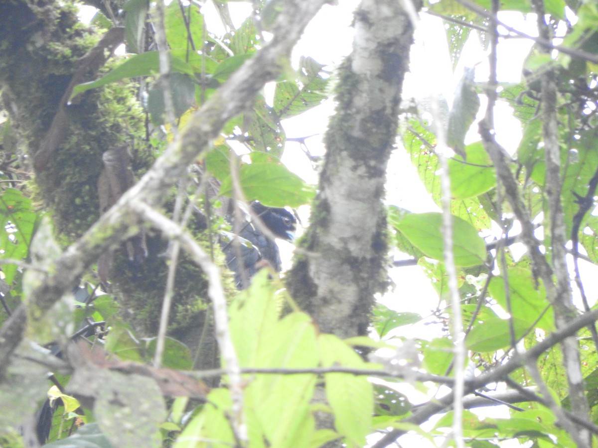 Wattled Guan - ML629527148