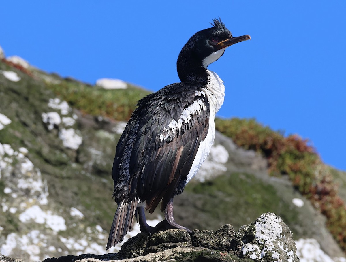 Auckland Islands Shag - ML629527213