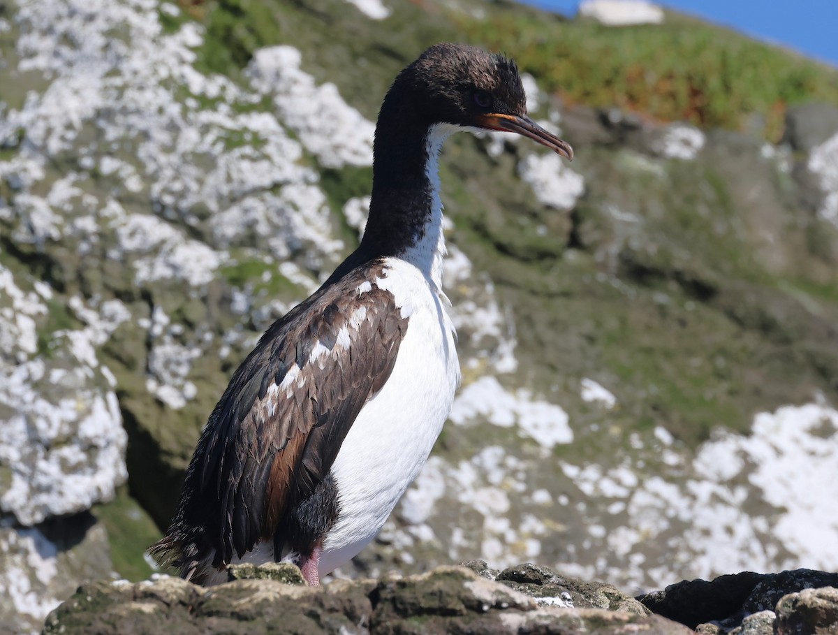 Auckland Islands Shag - ML629527214