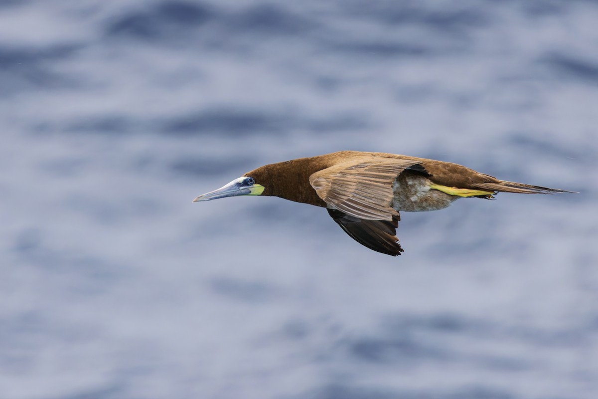 terej žlutonohý - ML629527244