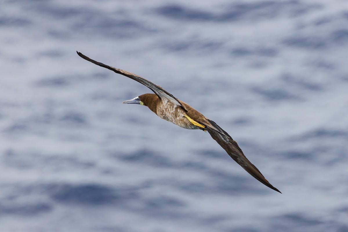 terej žlutonohý - ML629527245