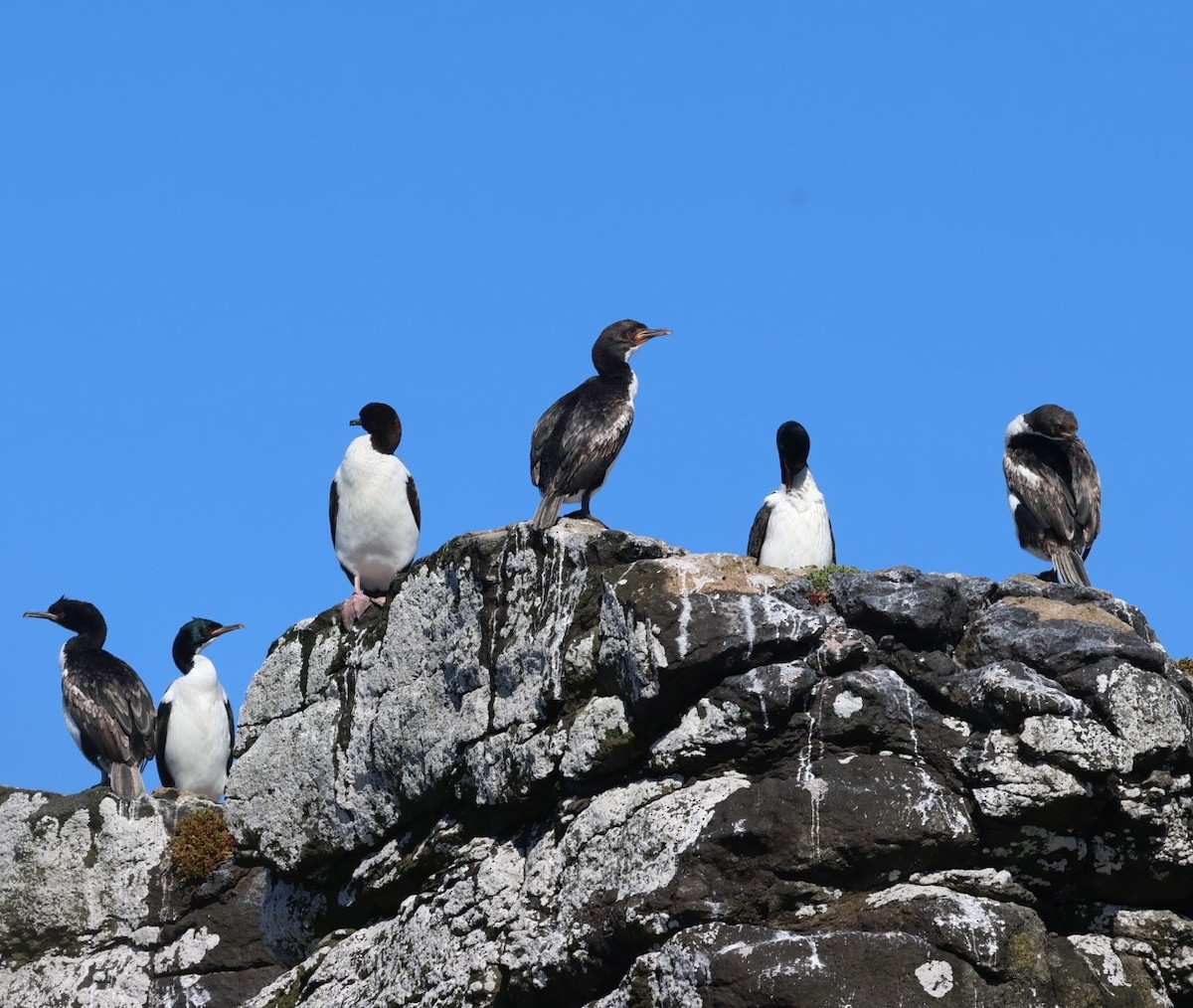 Auckland Islands Shag - ML629527249