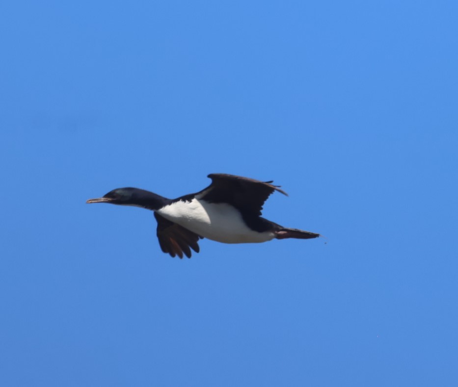 Auckland Islands Shag - ML629527250