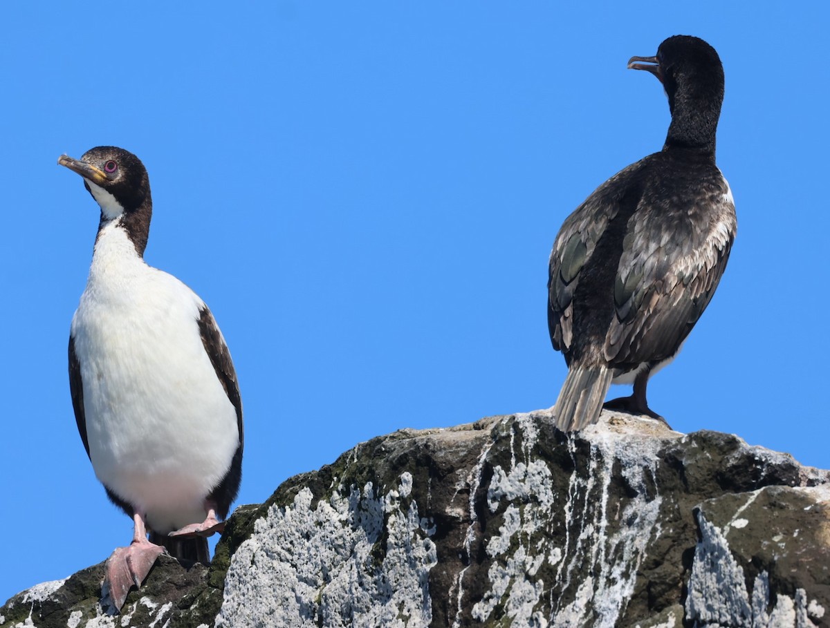 Auckland Islands Shag - ML629527251
