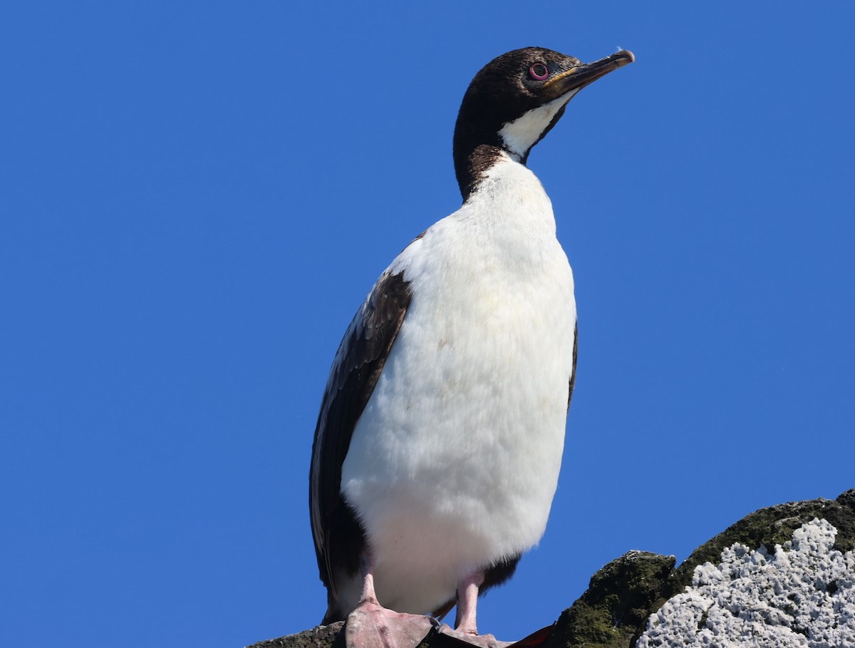 Auckland Islands Shag - ML629527254