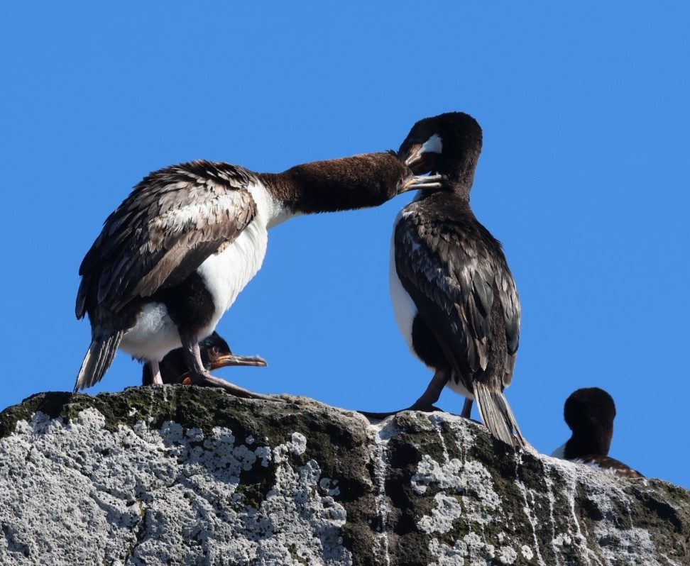 Auckland Islands Shag - ML629527255