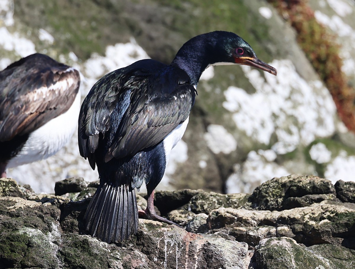 Auckland Islands Shag - ML629527257