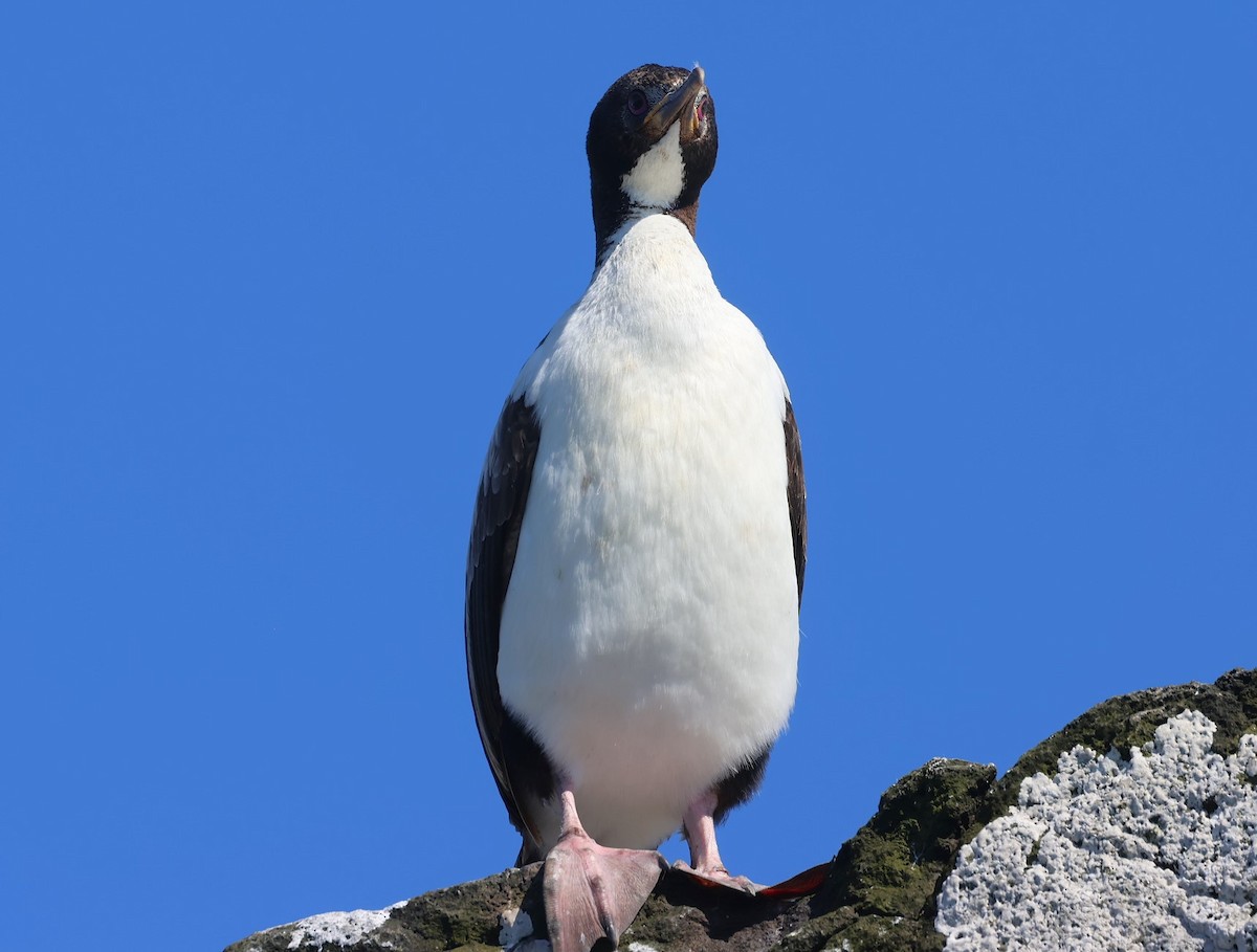 Auckland Islands Shag - ML629527258