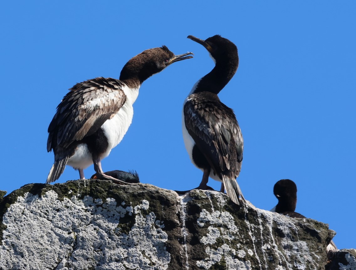 Auckland Islands Shag - ML629527259