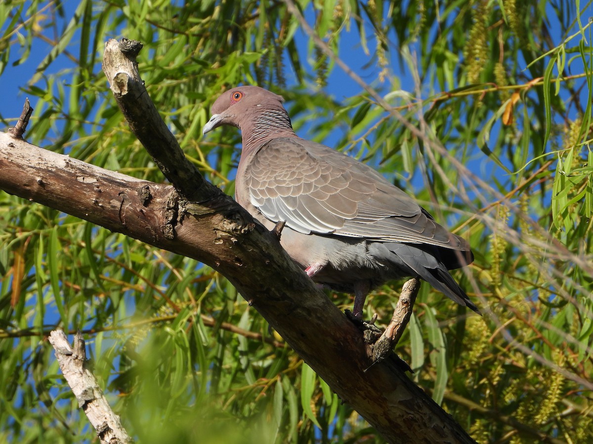Pigeon picazuro - ML629527278
