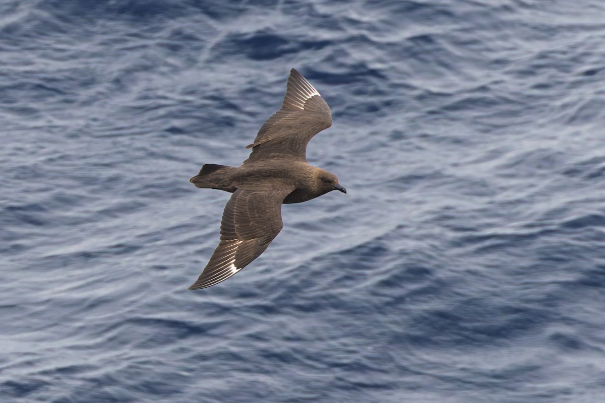 chaluha antarktická - ML629527391