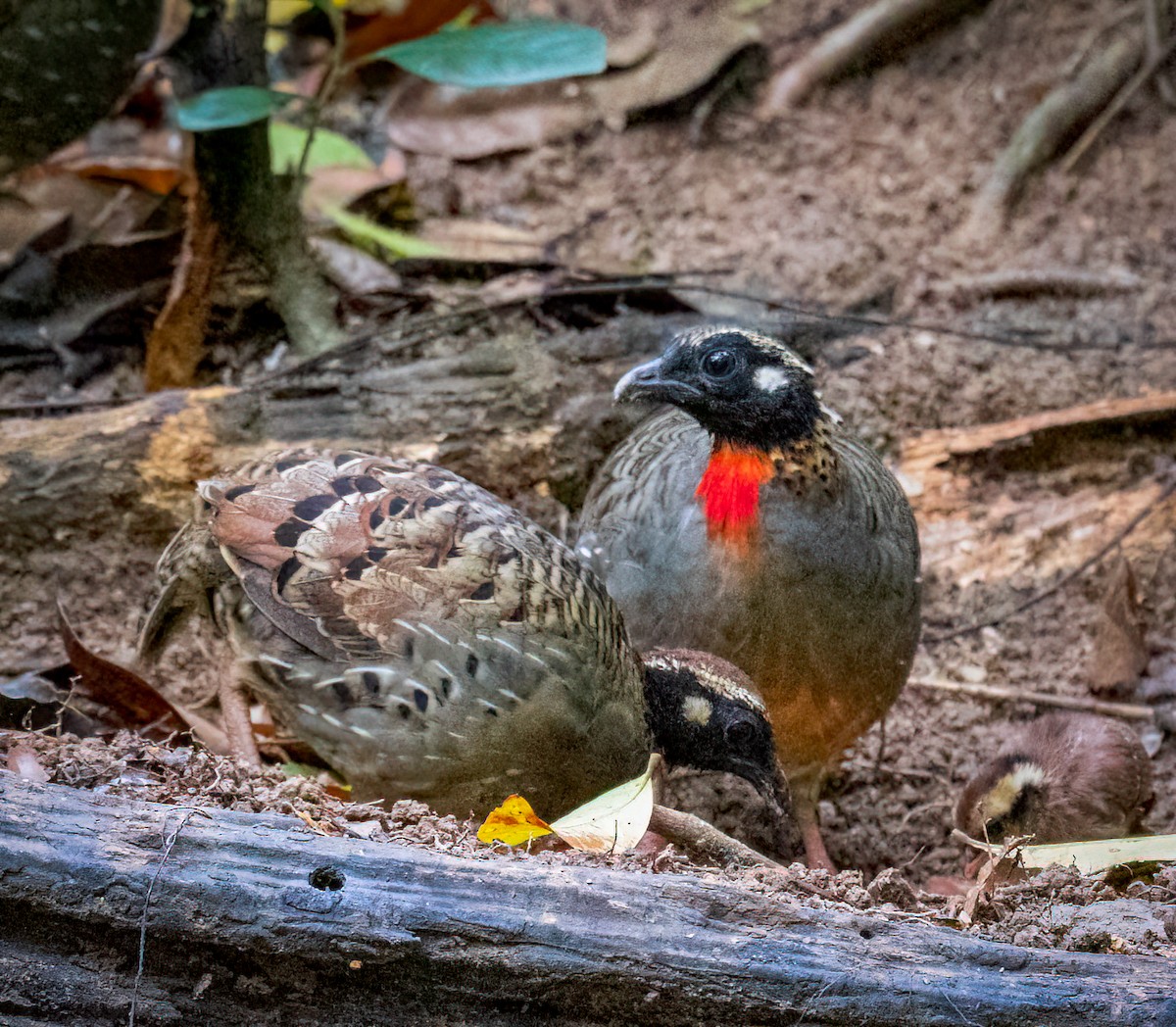Hainan Partridge - ML629527429