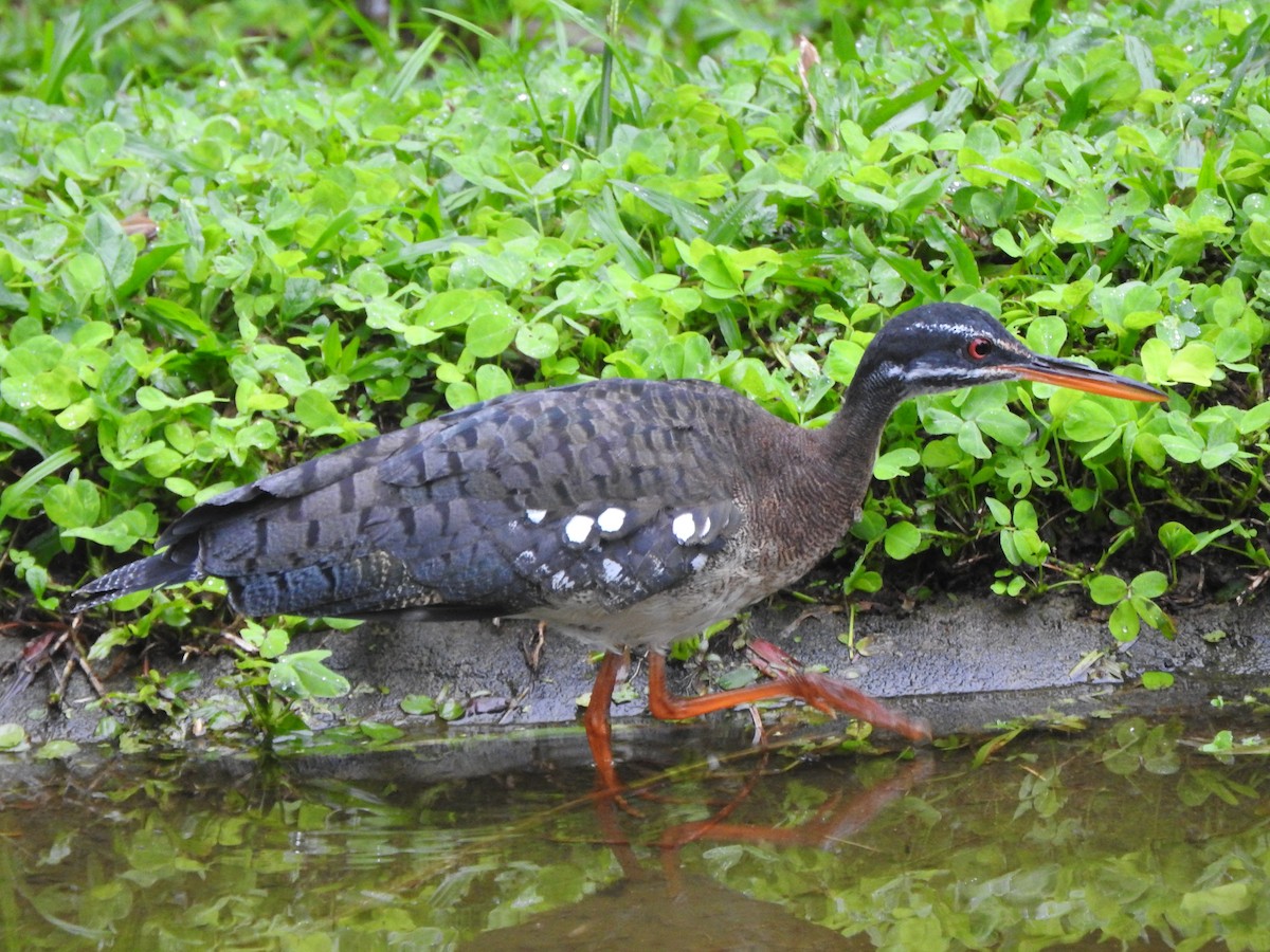 Sunbittern - ML629527595