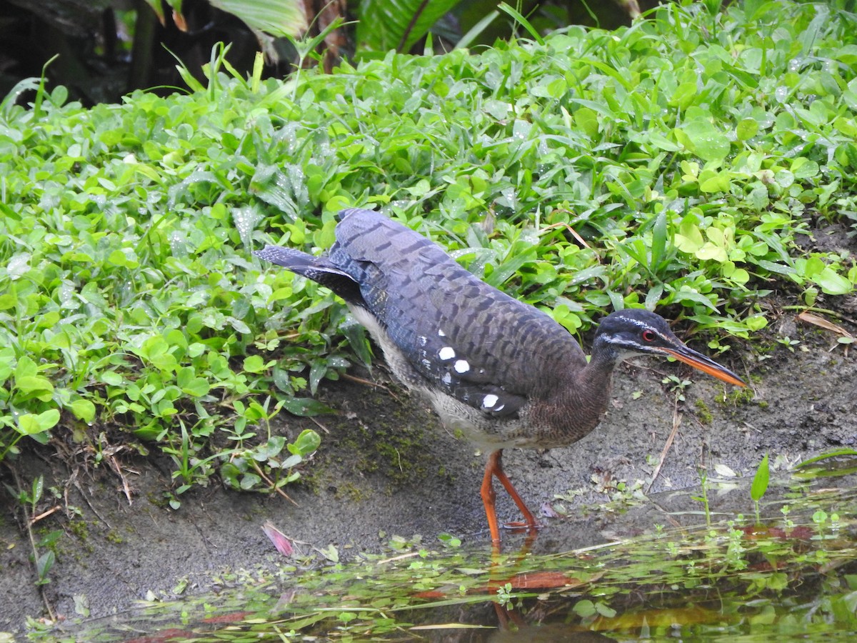 Sunbittern - ML629527681