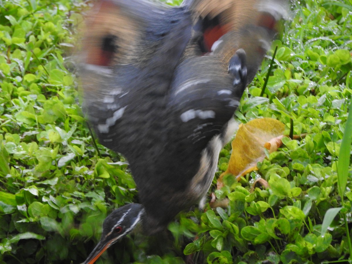 Sunbittern - ML629527709