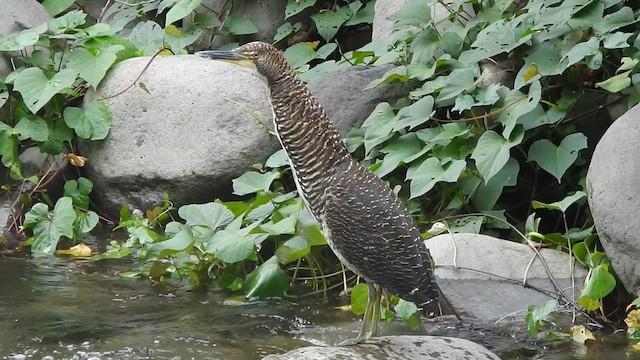 Fasciated Tiger-Heron - ML629527959