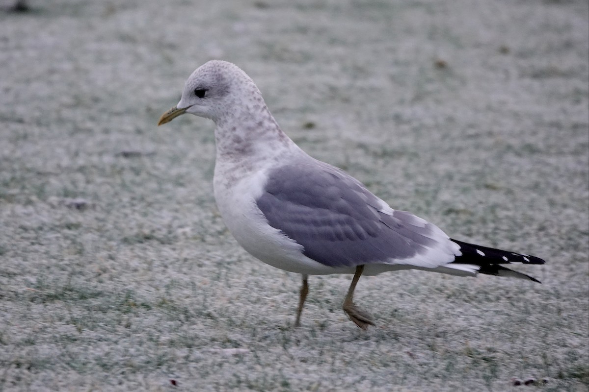 Short-billed Gull - ML629528256