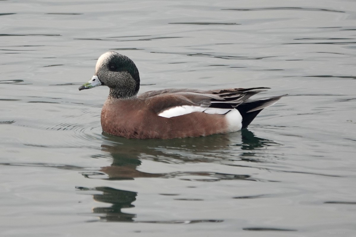 American Wigeon - ML629528319