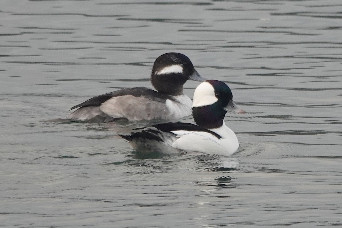 Bufflehead - ML629528328