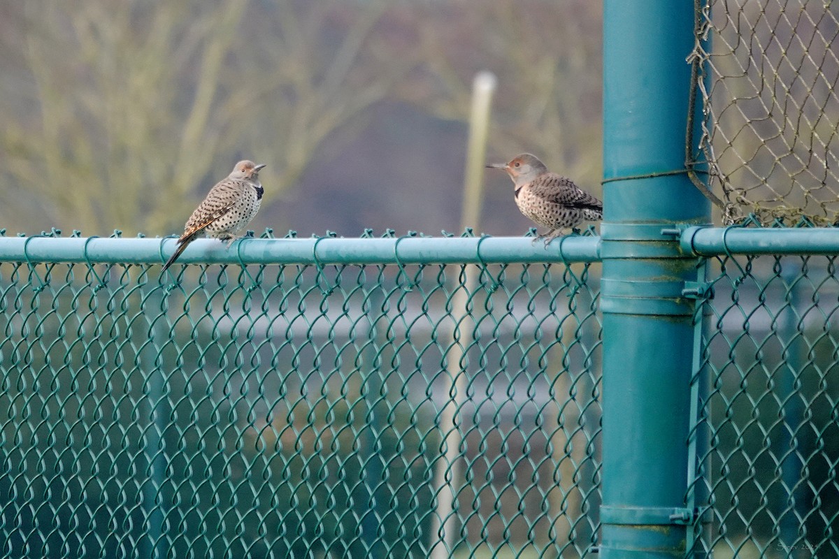 Northern Flicker - ML629528338
